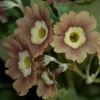 Auricula Old Pink Dusty Miller - Abriachan Nurseries